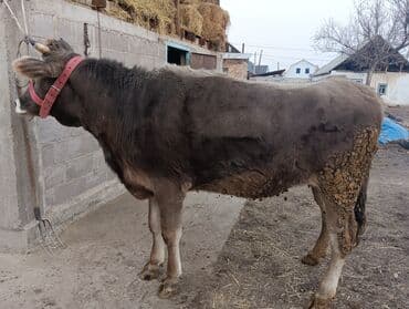 продаю корову: Продаю | Корова (самка) | Для молока | После отела — 10