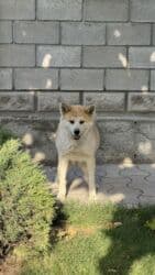 отдам в добрые руки бишкек: Город Бишкек Потерялась собака! 6 ноября в районе Чон-Арык — 5