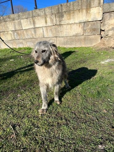 Ищем дом для молодой стерилизованной девочки. Привита. Привезём сами at lalafo.kg Ищем дом для молодой стерилизованной девочки. Привита. Привезём сами