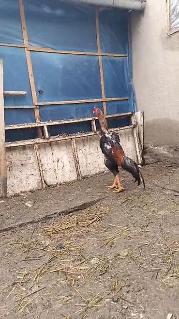 где можно найти собаку: Продаю | Цыплята | Домашняя | Несушки — 5