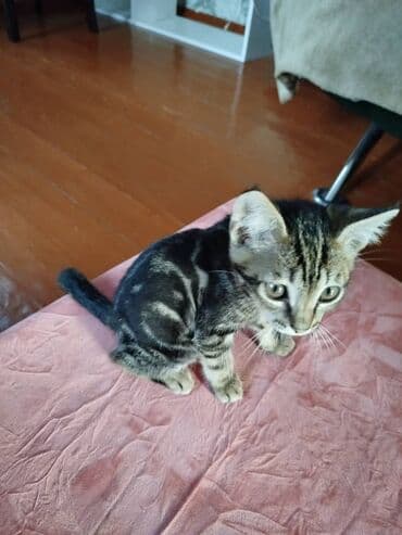 бенгальская кошка домашняя: Бенгальская, 3 месяца, Мальчик — 1