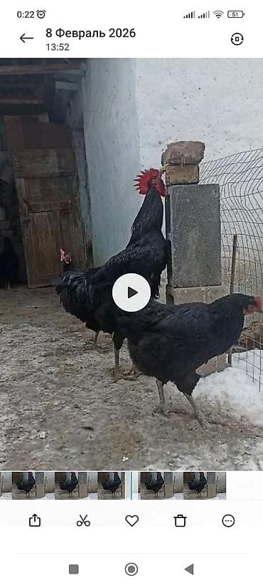 Продаю | Петух | Для разведения