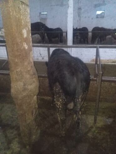 эркек торпок сатылат: Сатам | Бука (эркек) | Бордоп семиртүү үчүн | Байланган — 3