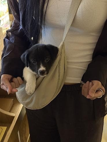 🐶 Пристраивается щенок только в добрые и ответственные руки. Пол at lalafo.kg 🐶 Пристраивается щенок только в добрые и ответственные руки. Пол
