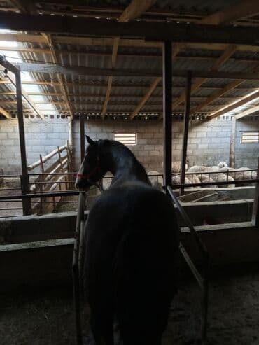 сколько стоит собака породы доберман: Сатам | Жылкы (эркек) | Жумушка | Асыл тукумдуу — 2