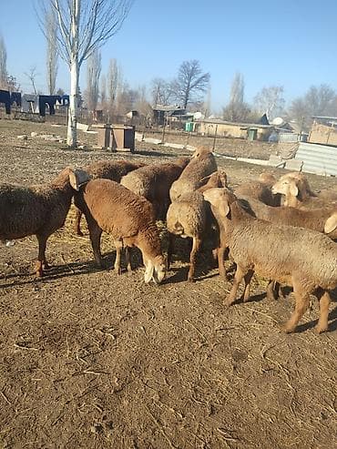 собаки хаски цена: Продаю | Баран (самец) | Арашан | Для разведения | Племенные — 2