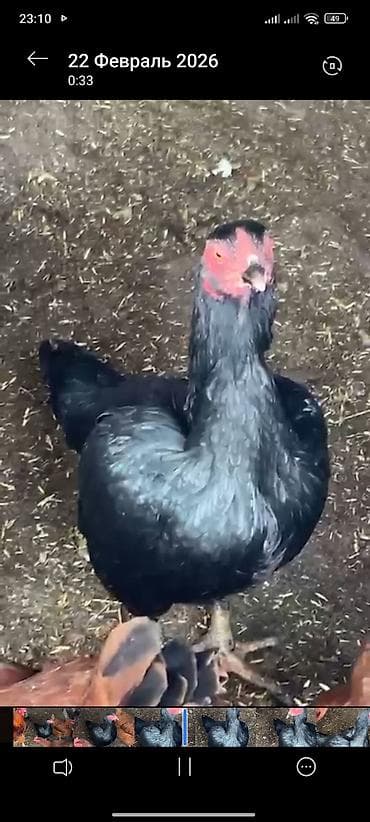 комнаты в джалал абаде: Курица бойцовский породы несётся 1500 сом — 1