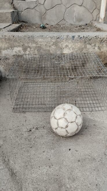 животные котенок: Клетка для птиц — 1