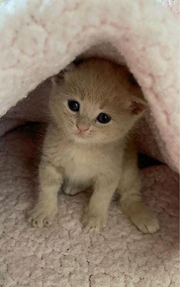 барханный кот: Скотиш Страйт (Шотландская прямоухая), 1 месяц, Мальчик, Метис — 3