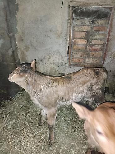 кант баран: Продаю | Музоо, торпок | На откорм — 1