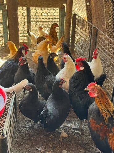 седоголовый щегол: Продаю | Петух, Куры — 5