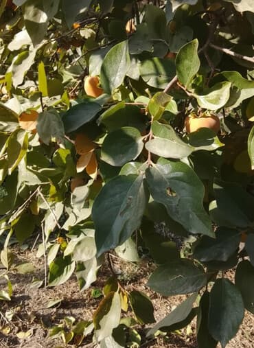 Другие фрукты: Хурма в ящиках - Сорт: хурма лепешка (не вяжет при полной — 2