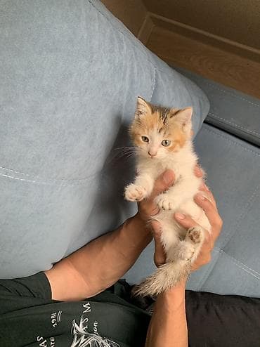 scottish fold: 1 месяц, Девочка, Приучена к лотку — 5