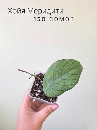 фитолампа: 💚 Комнатные растения от 100 сомов (детки/укоренённые растения) — 8