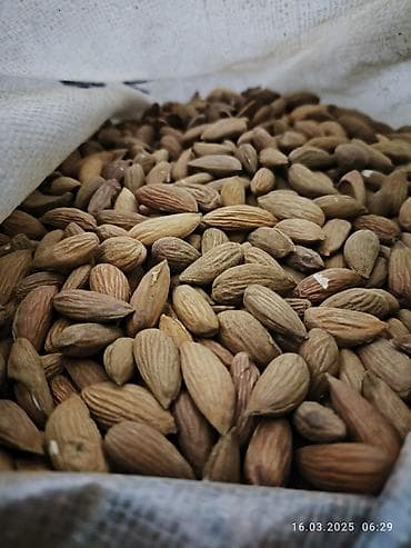 алма орук: Орехи и сухофрукты оптом Ассортимент: - Миндаль в скорлупе — цельные — 2