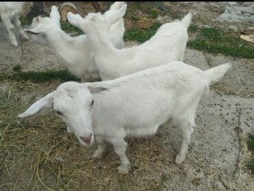 дать объявление: Продаю | Козлёнок — 3