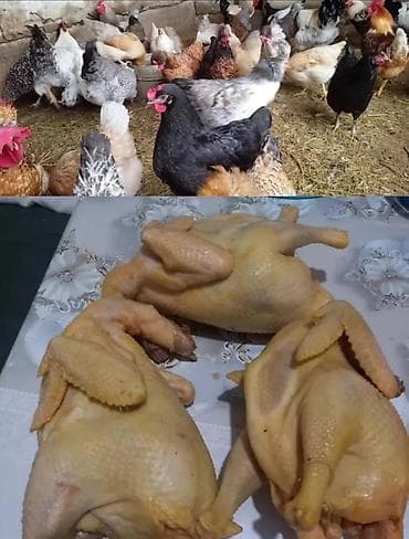 Продаю | Куры | Брама, Домашняя | На забой, Для разведения, Несушки