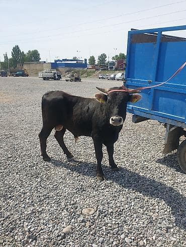 пиявка бишкек: Сатам | Бука (эркек) | Бордоп семиртүү үчүн | Байланган — 9