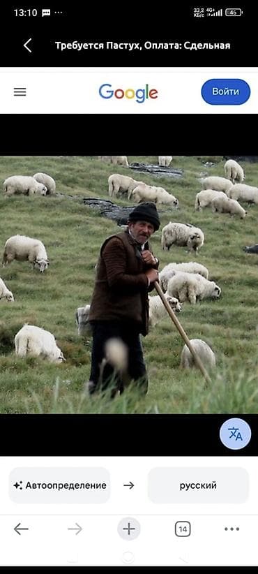 Требуется Пастух, Оплата: Сдельная