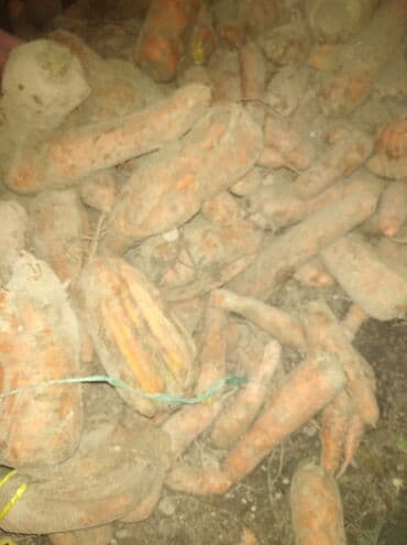 лейка садовая: Морковь — 4