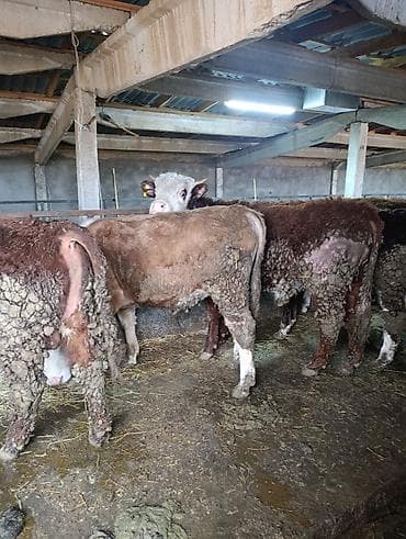 Коровы, быки: Продаю | Бык (самец) | Герефорд | На откорм | Привязанные — 8