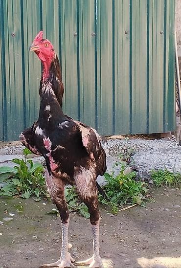 цыплята шамо: Продаю | Петух | Бойцовая | Для разведения — 1