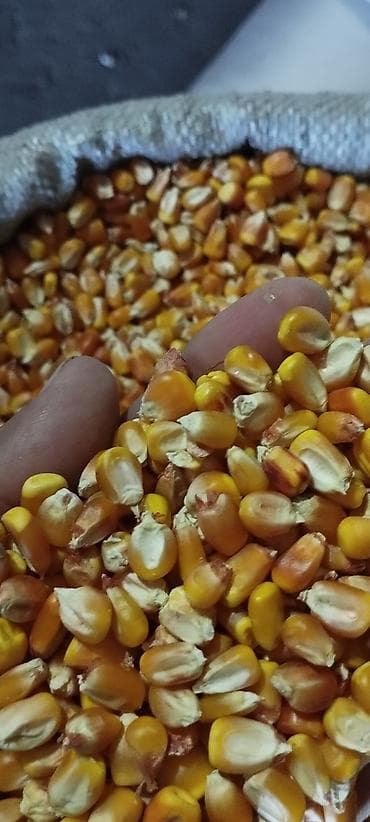 Продаю рушенную кукурузу. Чыгарылган жугору сатылат. Стекляшка унга at lalafo.kg Продаю рушенную кукурузу. Чыгарылган жугору сатылат. Стекляшка унга
