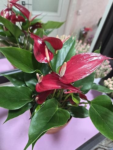 Комнатные растения: Антуриум (Anthurium andreanum) в декоративном горшке - Сорт с — 10