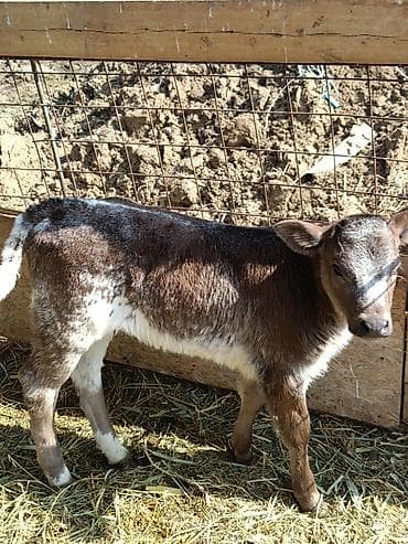 Продаю | Музоо, торпок | Бельгийская