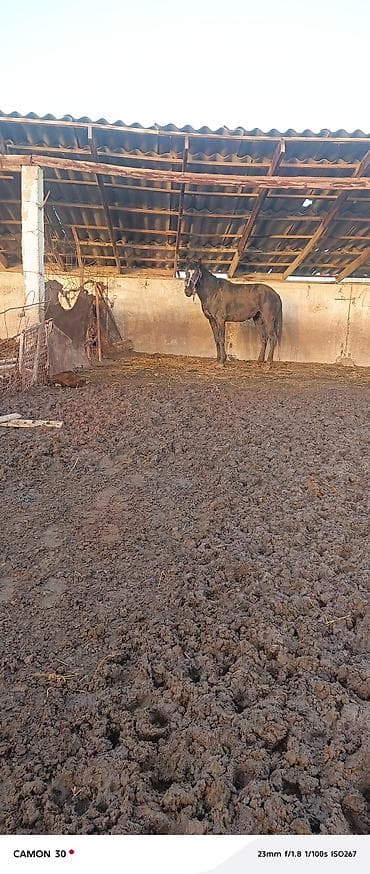 Услуги ветеринара: Продаю | Жеребец | Для разведения — 5