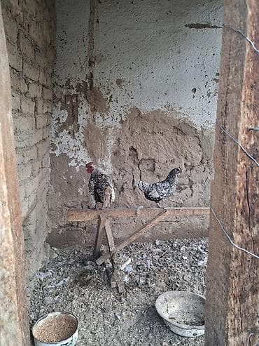 купить карагат: Серебристый сибрайттын жумурткалары сатылат — 4