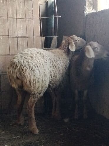 объявления о пропаже животных: Продаю | Ягненок | Для разведения | Ярка — 2
