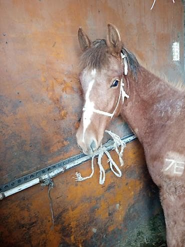 canada goose: Продаю | Жеребенок | Рабочий — 2