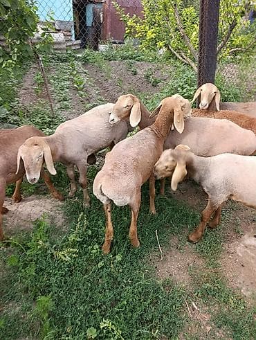 сабака як: Продаю | Овца (самка) | Арашан | Матка — 1
