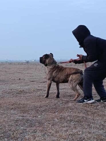 КАНАРСКИЙ ДОГ БОЛЬШОЙ БОДРЫЙ ПРОДАЮ ИЛИ МЕНЯЮ.НА СОБАКУ НЕ МЕНЯЮ ЦЕНА