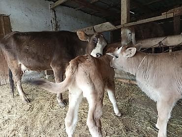 купить карова: Продаю | Корова (самка) | Для молока | После отела — 5