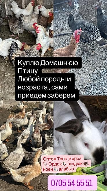 ветеринар вызов дом в бишкеке: КУПЛЮ ДОМАШНИХ - кур и петухов - уток - индюков - кроликов Любая — 2