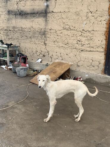 Порода: тайган самка возраст 8 месяцев окрас белый. Описание: -