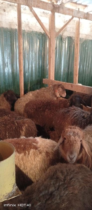 ургачы ит: Сатам | Кочкор (эркек) | Союуга — 4