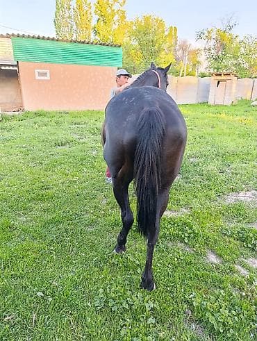 Айыл-чарба жаныбарлары: Сатам | Бээ (ургаачы) | Жумушка — 3