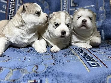Услуги ветеринара: В продаже, щенки Хаски для раннего бронирования Д/Р 25/01/26. Помёт из — 4