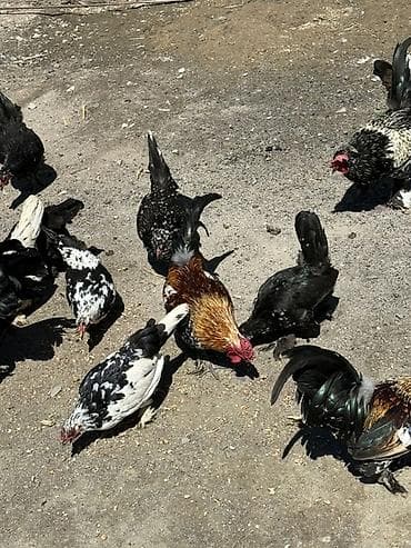 cat chow: Продаю | Куры | Домашняя | Для разведения — 1