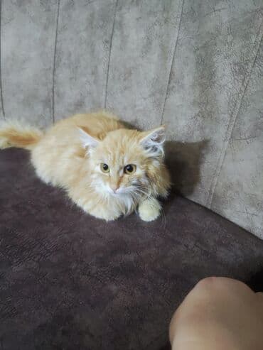 продам домик для кошки: Город Каракол Пушистый рыжий котёнок с длинной шерстью и — 3