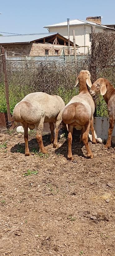 лягушки живые: Продаю | Ягненок | Для разведения | Племенные — 10