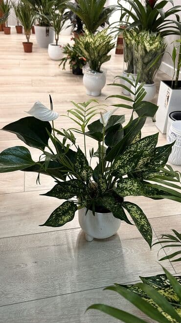 умная печь для отопления дома: - Эффектная декоративная композиция из двух комнатных растений в одном — 2