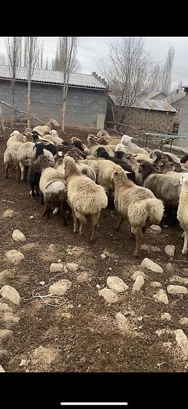 цена лабрадора: Продаю | Овца (самка) | Полукровка | Для разведения | Племенные — 4