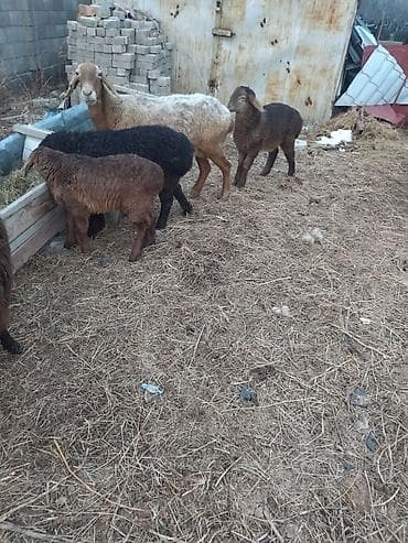 Лошади, кони: Продаю | Баран (самец) | Полукровка | На забой — 5