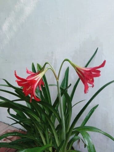 Комнатные растения: Гиппеаструм розовый от 50сом до 200 сом — 2