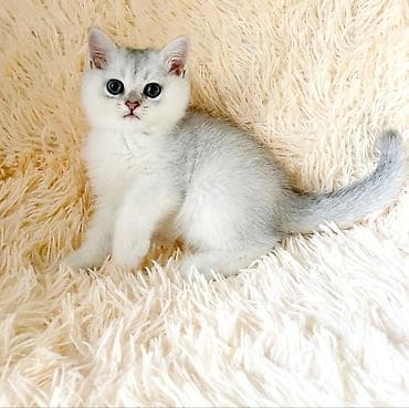 кошка бесплатная: Продается котёнок скоттиш страйт. мальчик серебристая шиншилла окраса — 3