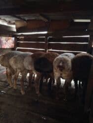 Грызуны: Продаю | Баран (самец) | Арашан | Для разведения | Осеменитель — 4